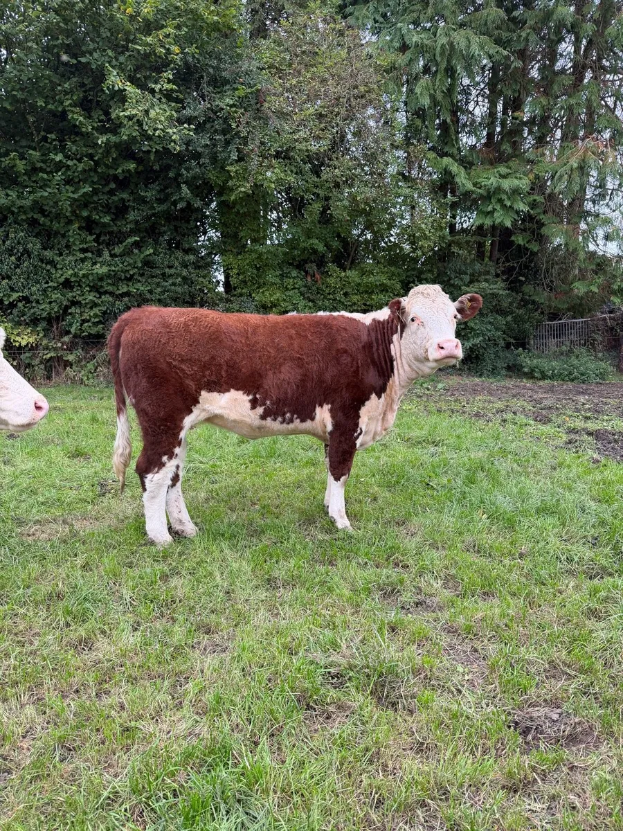 Purebred heifers - Image 3