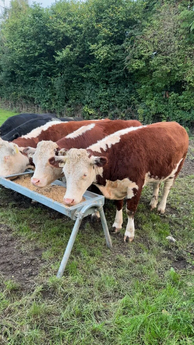 Purebred heifers - Image 4
