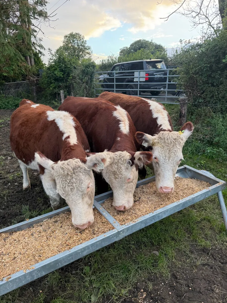 Purebred heifers - Image 1