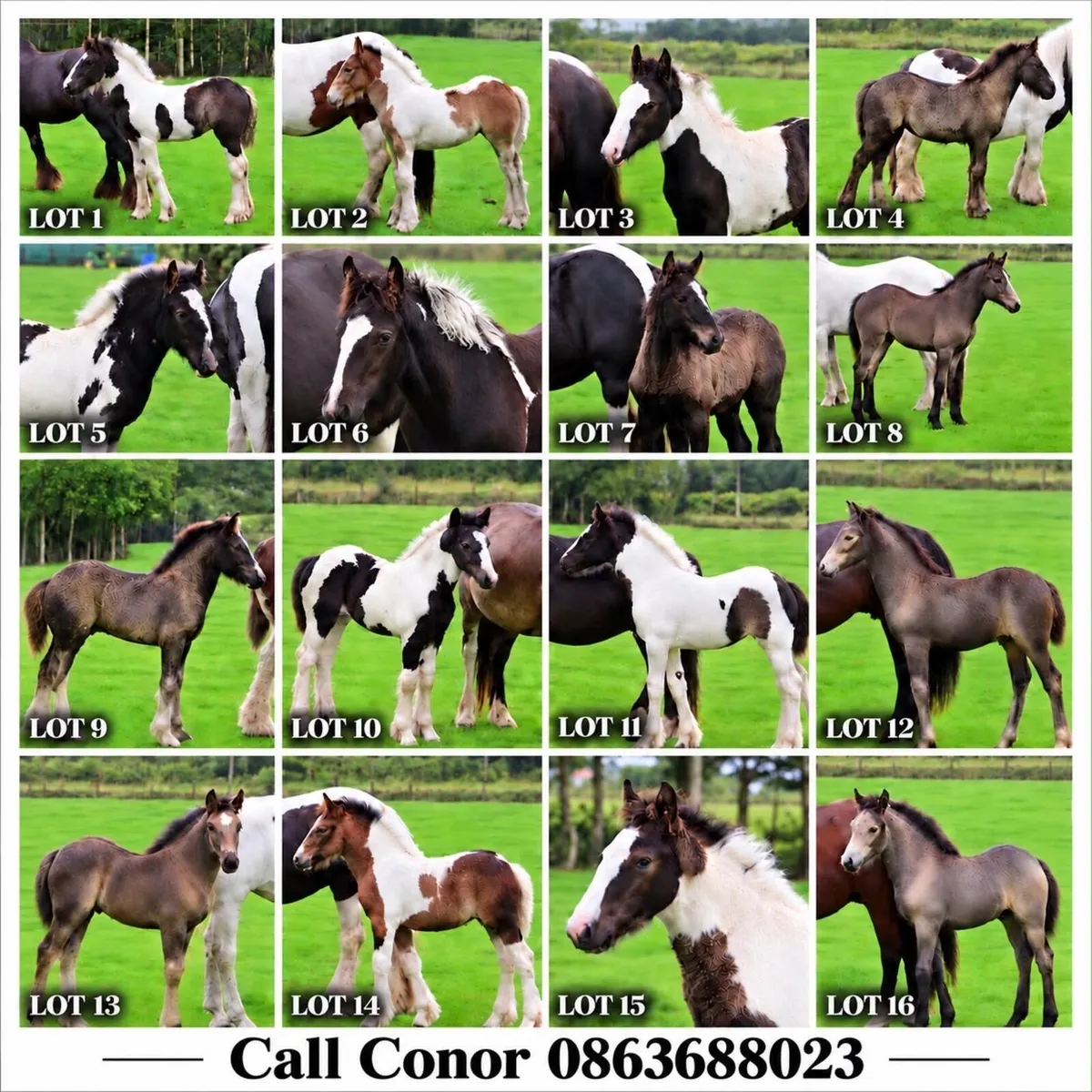 🌟Quality Foals🌟 - Image 2