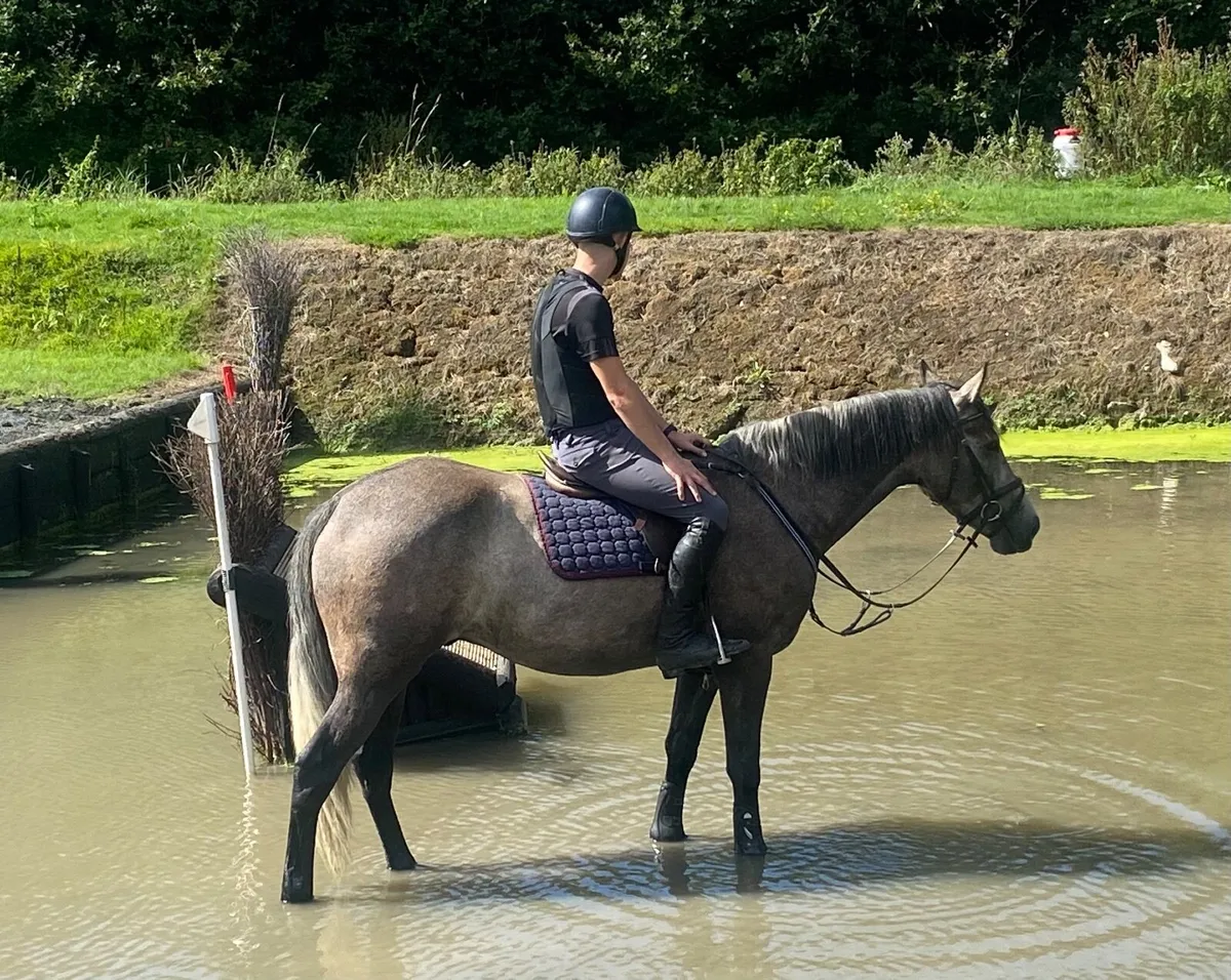 TIH gelding - Image 1
