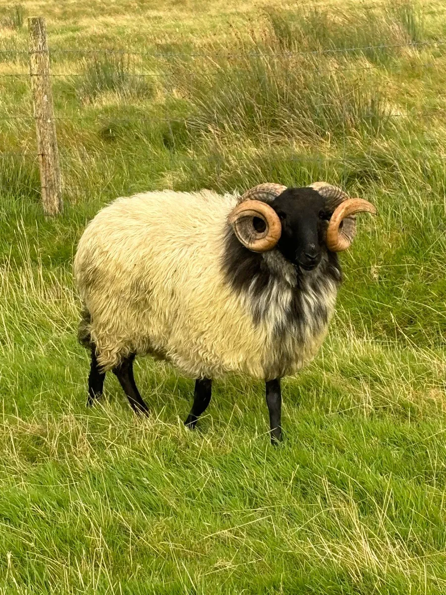 Blackface hogget rams - Image 1