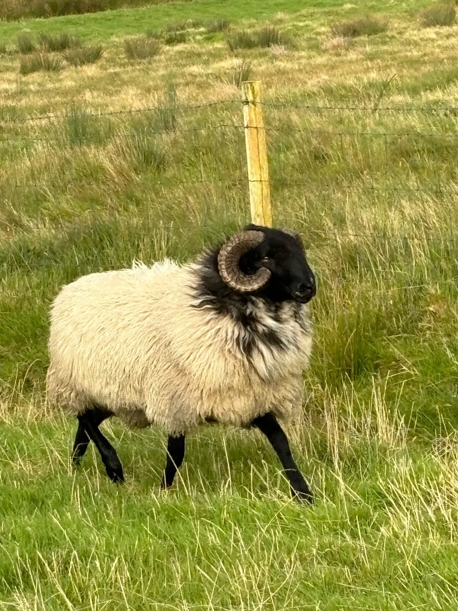 Blackface hogget rams - Image 2