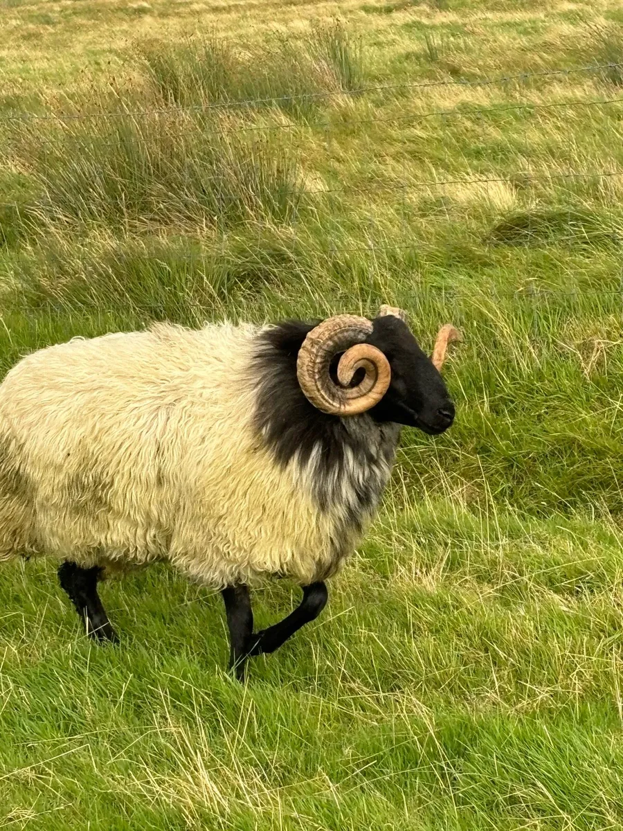 Blackface hogget rams - Image 3