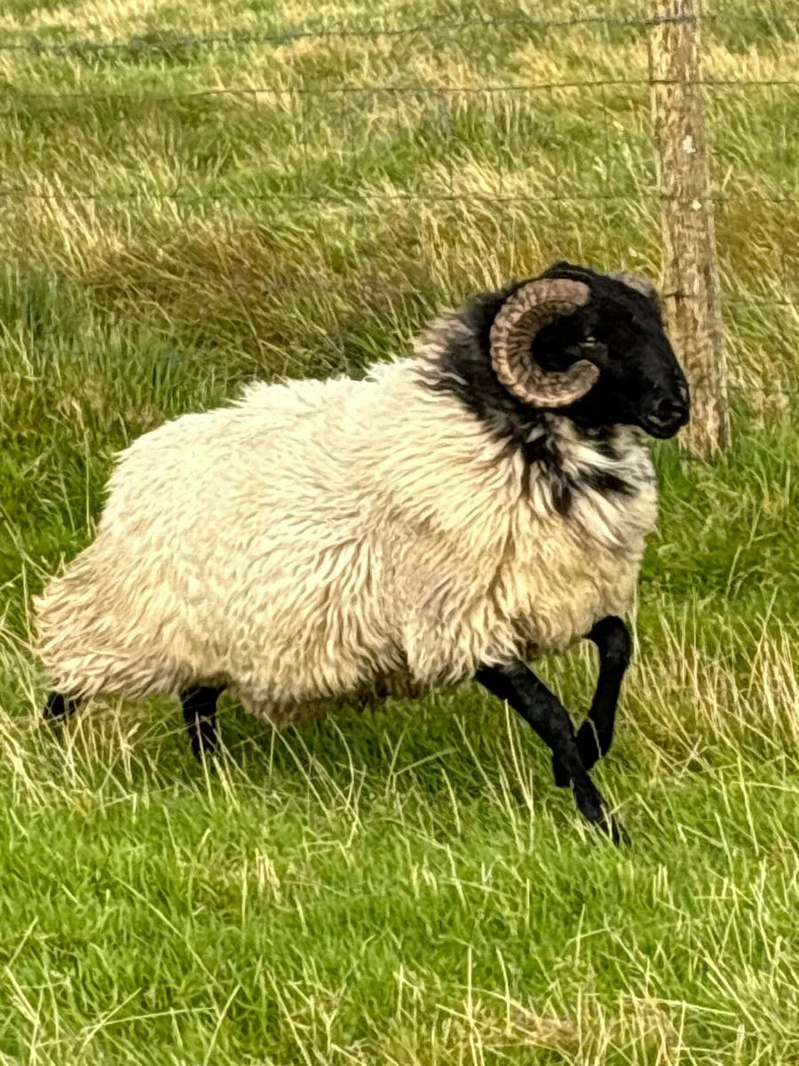 Blackface hogget rams - Image 4