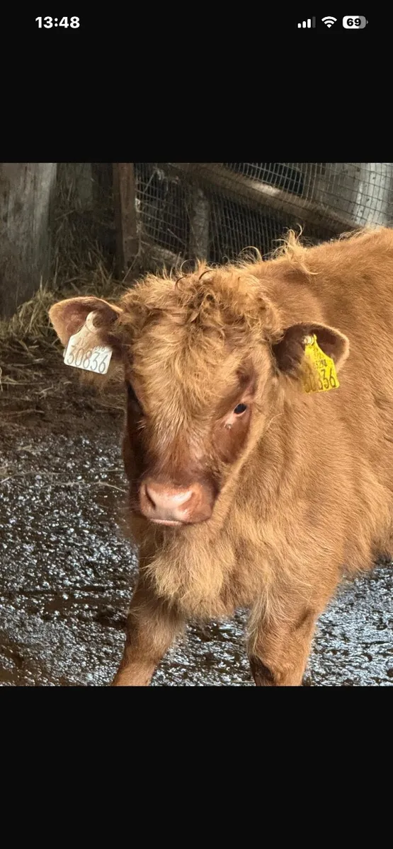 Miniature Highland Cattle - Image 4