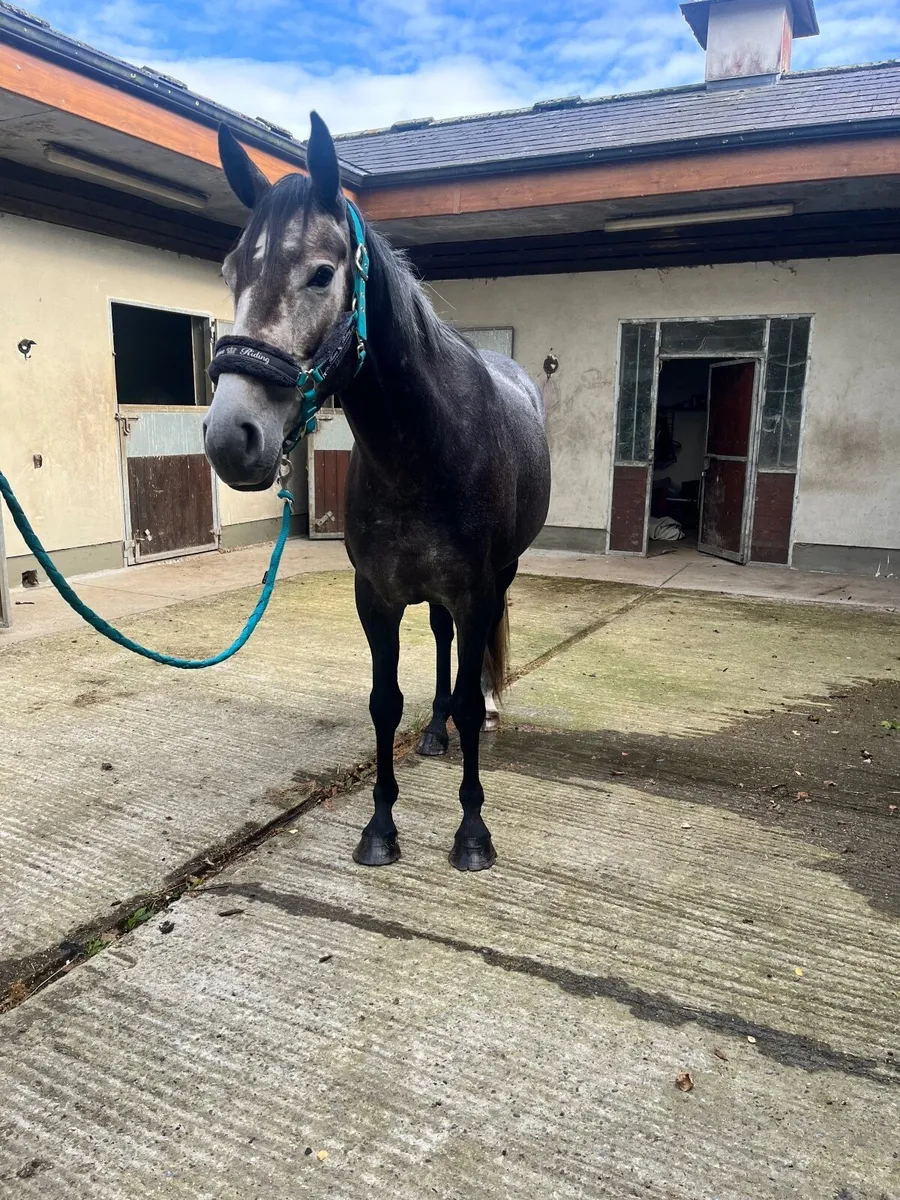 Ideal Ladies horse - Image 3
