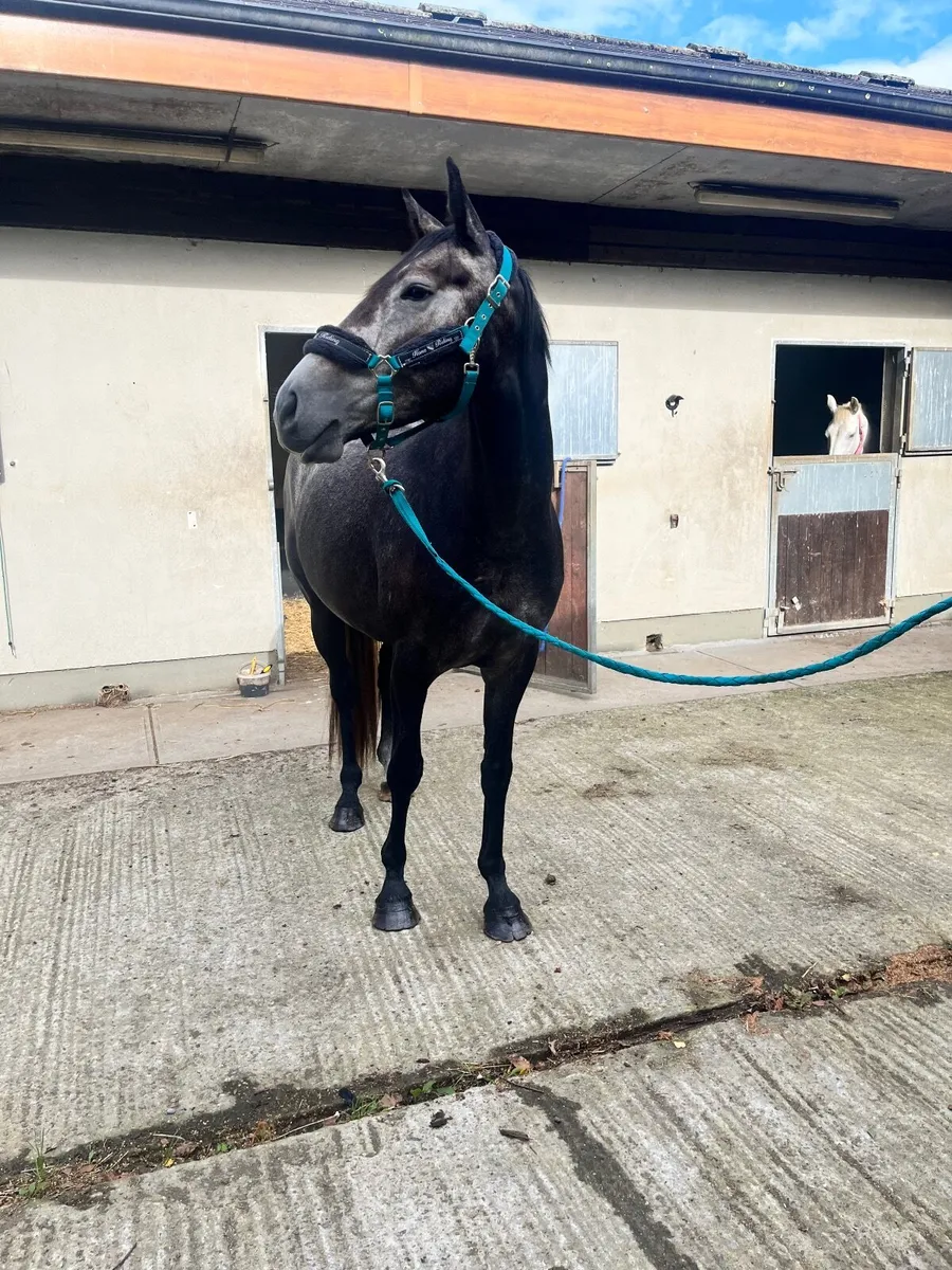 Ideal Ladies horse - Image 4