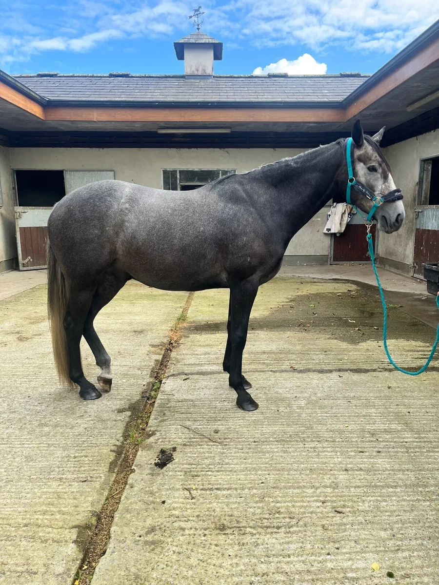 Ideal Ladies horse - Image 1