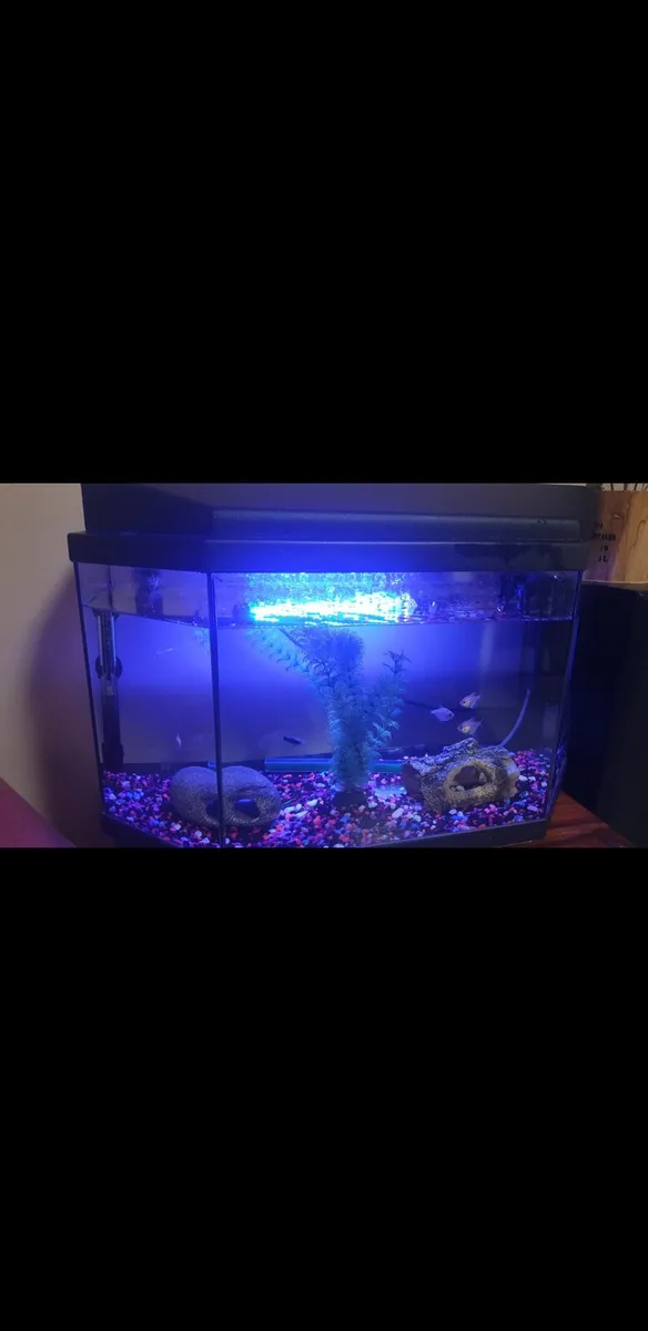 Fish tank - Image 1