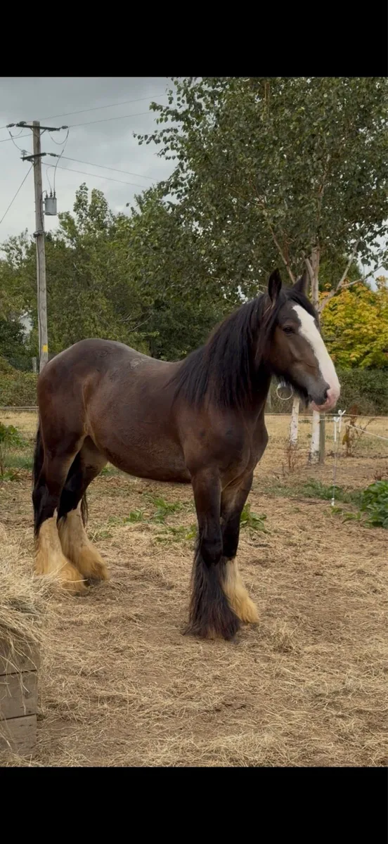 3 year old cob - Image 1