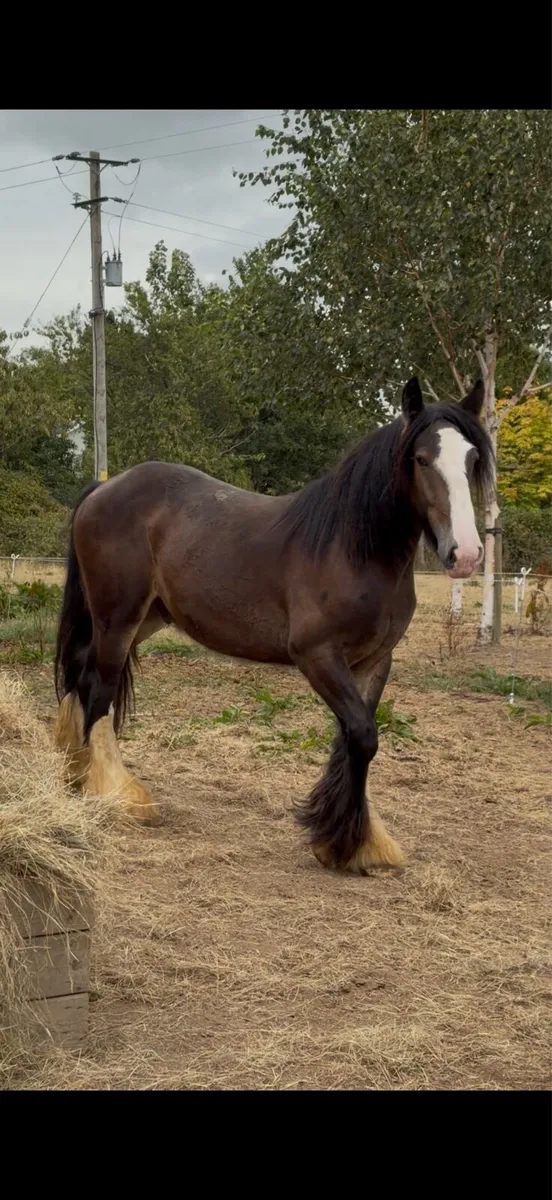 3 year old cob - Image 2