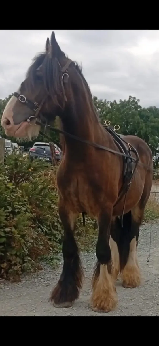 3 year old cob - Image 3