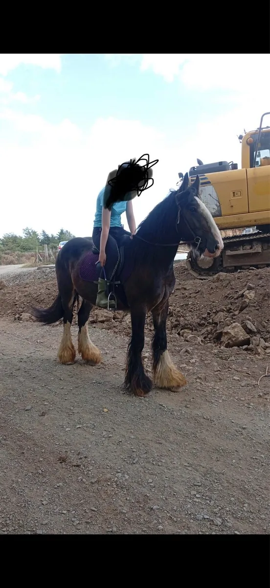 3 year old cob - Image 4