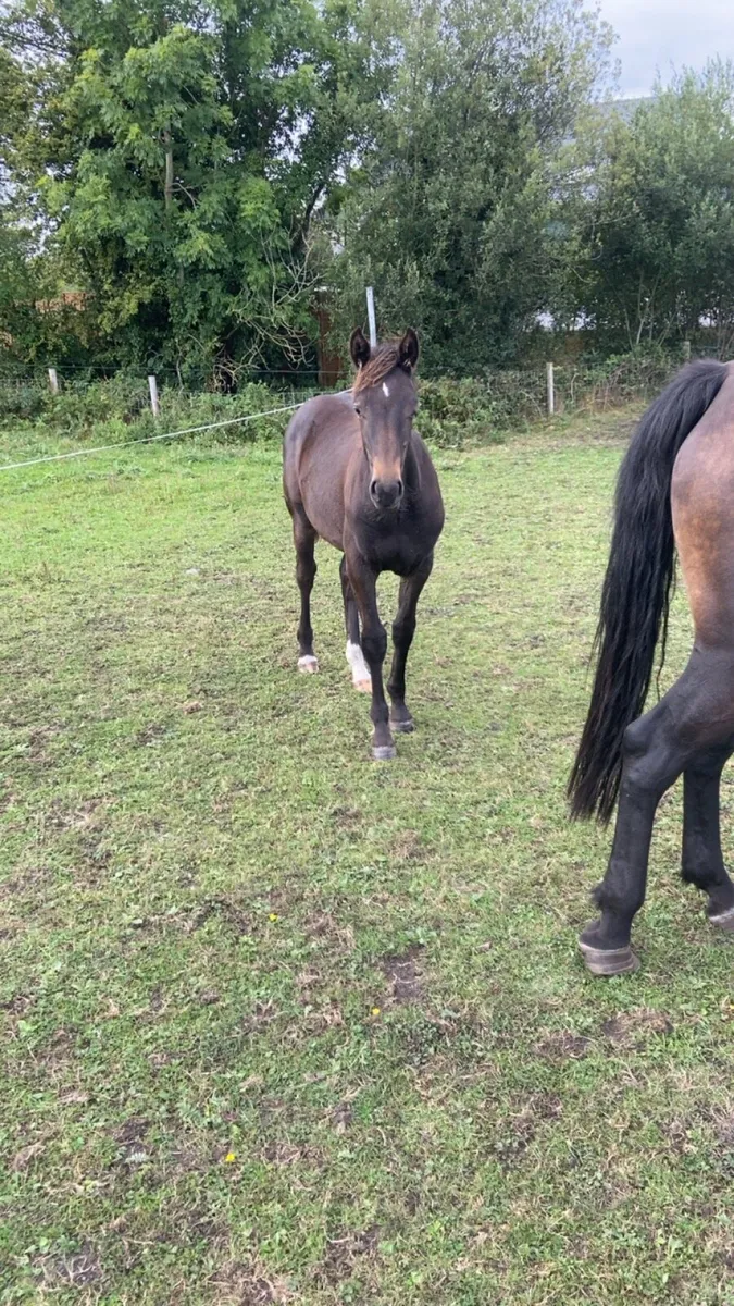 Filly foal & Shetland colt - Image 2