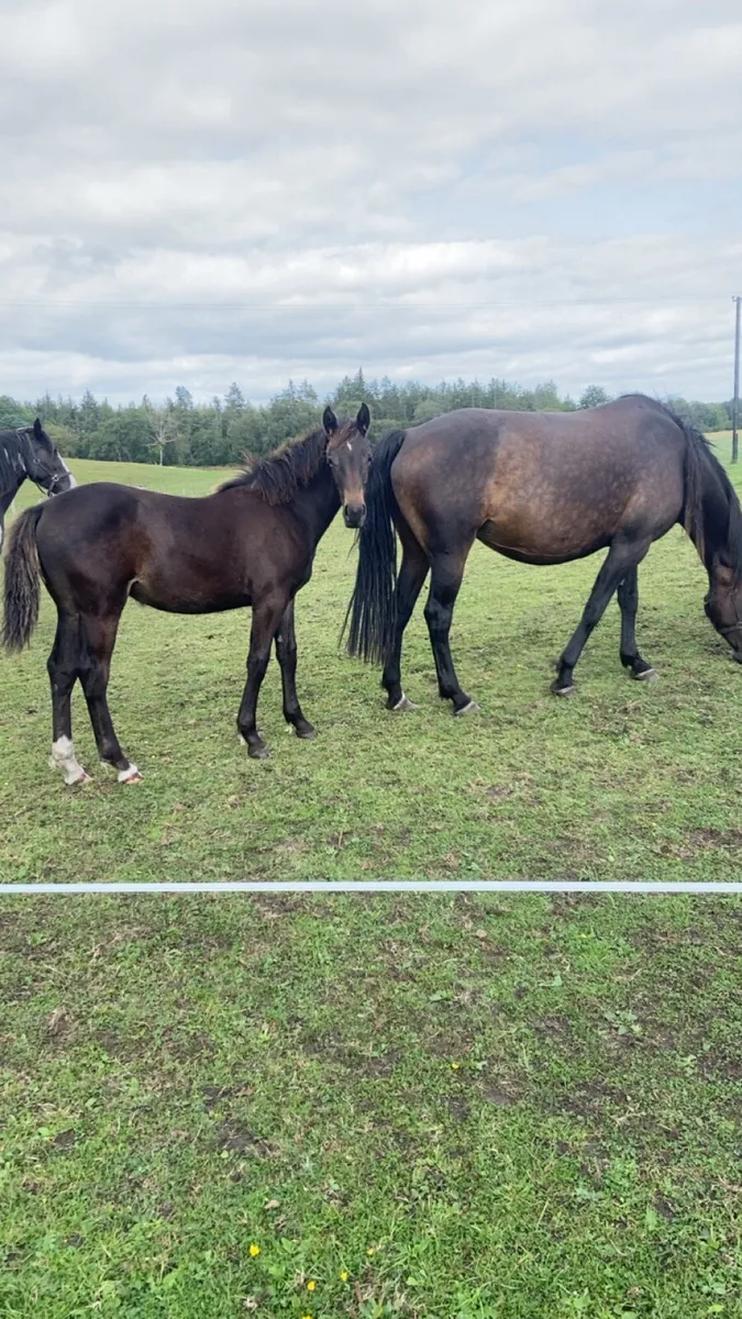 Filly foal & Shetland colt - Image 3