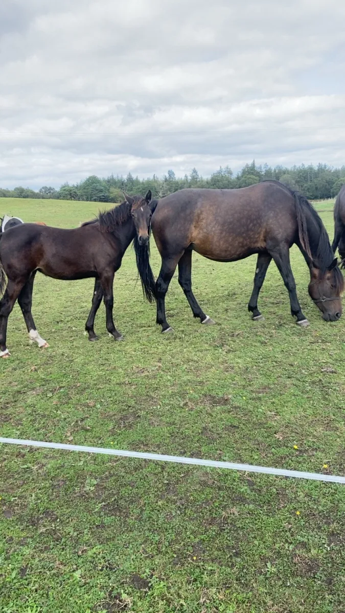 Filly foal & Shetland colt - Image 1