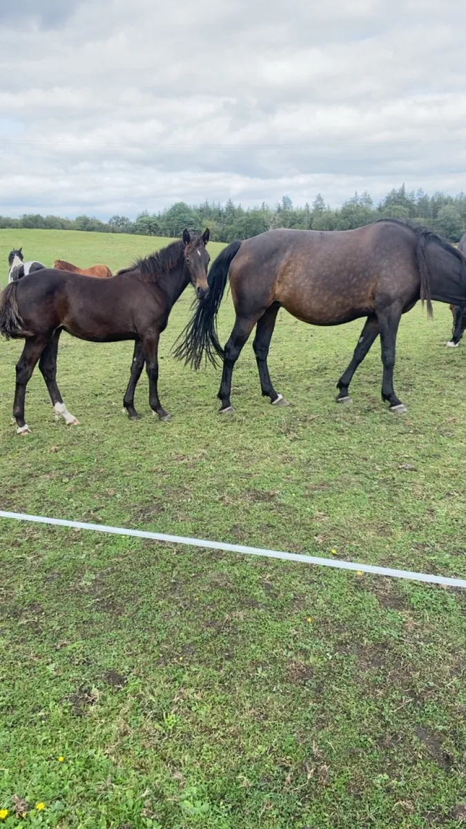 Filly foal & Shetland colt - Image 4