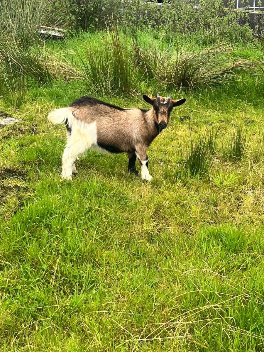 Goats - Image 1