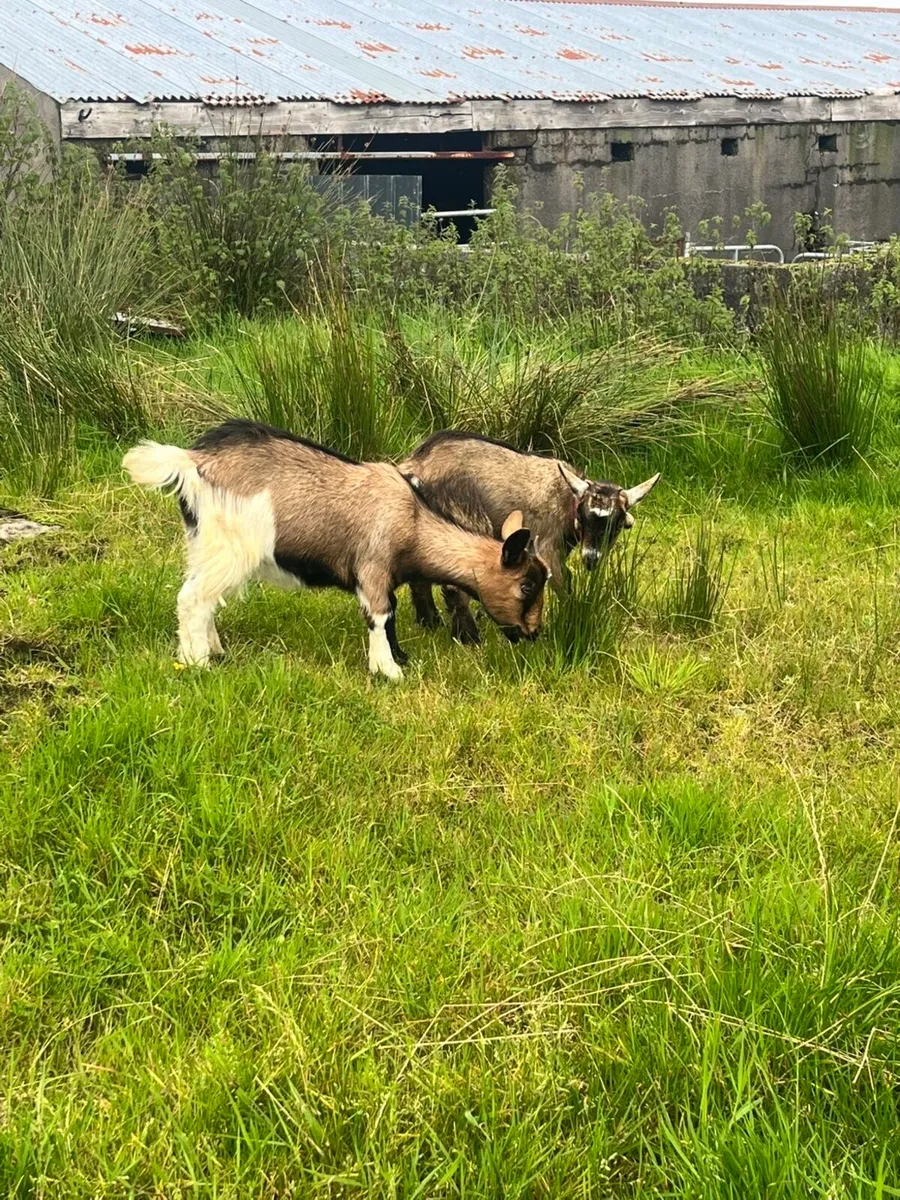 Goats - Image 2