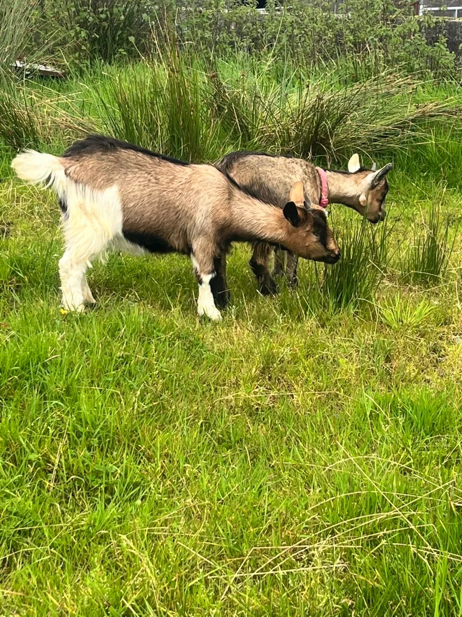 Goats - Image 3