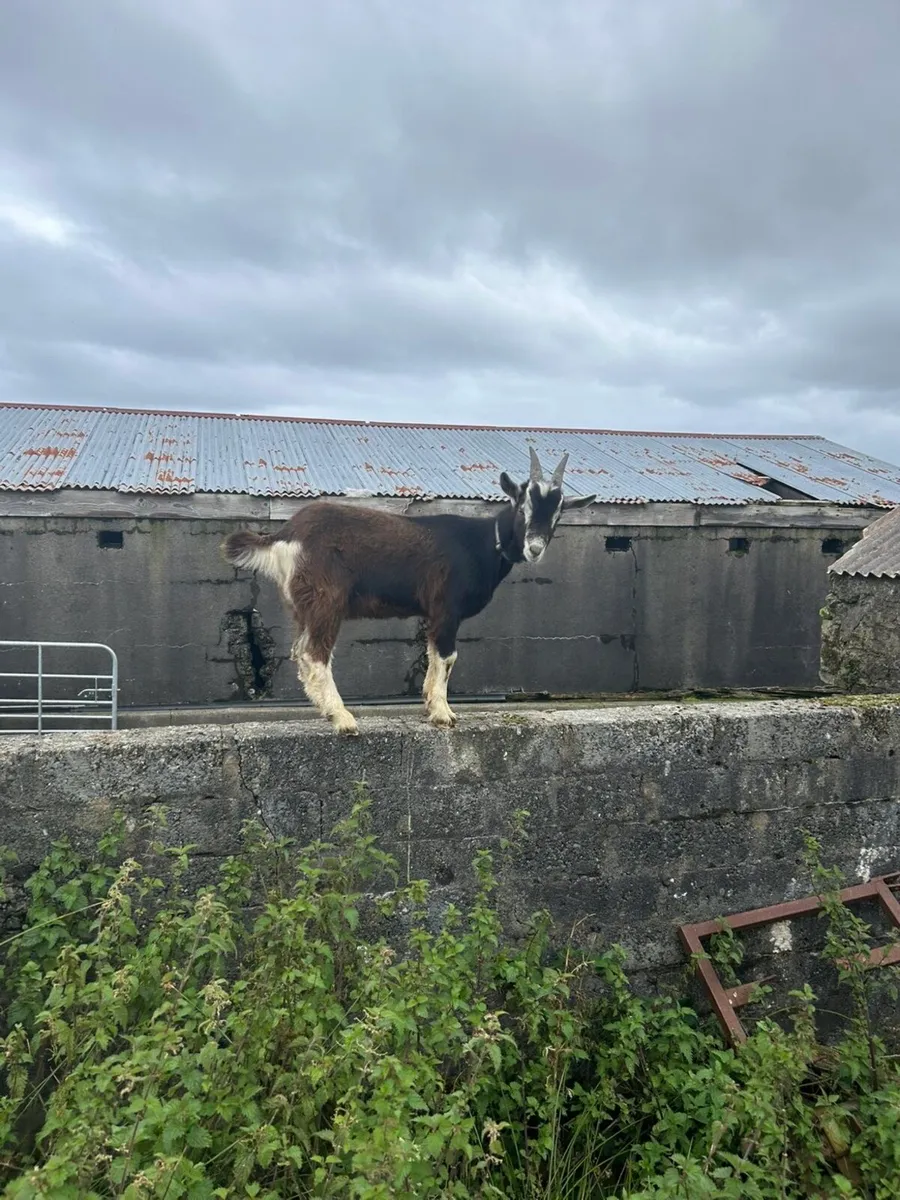Goats - Image 4