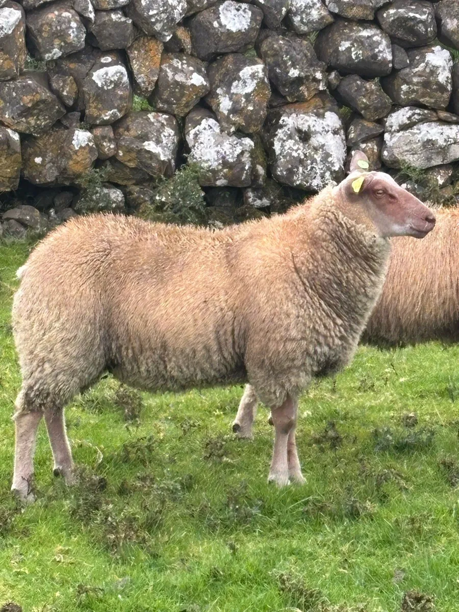 Rouge ram lamb - Image 1