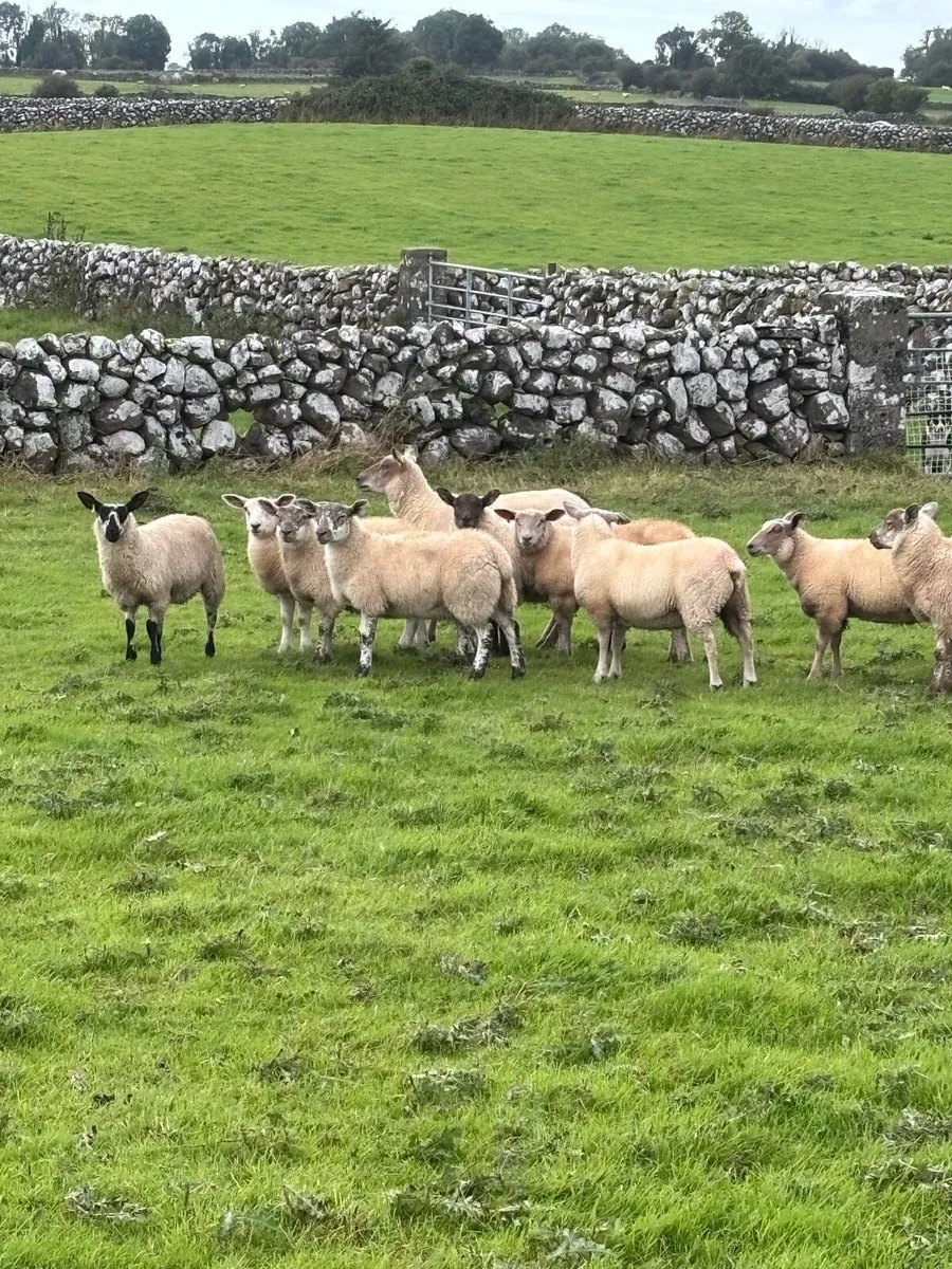 Ewe lambs - Image 1