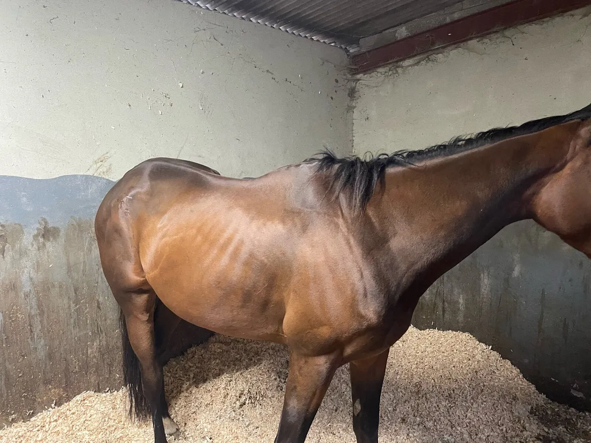 Thoroughbred broodmare  prospect - Image 3