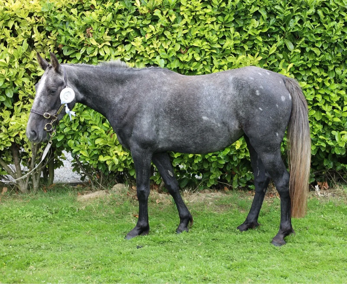 3YO Purebred Irish Draught Filly - Image 2