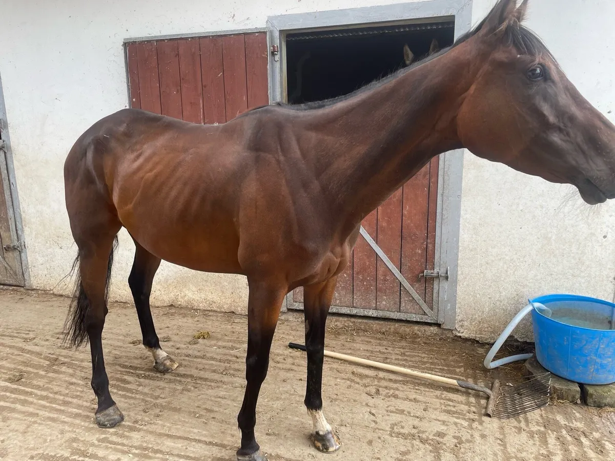 Thoroughbred broodmare  prospect - Image 4