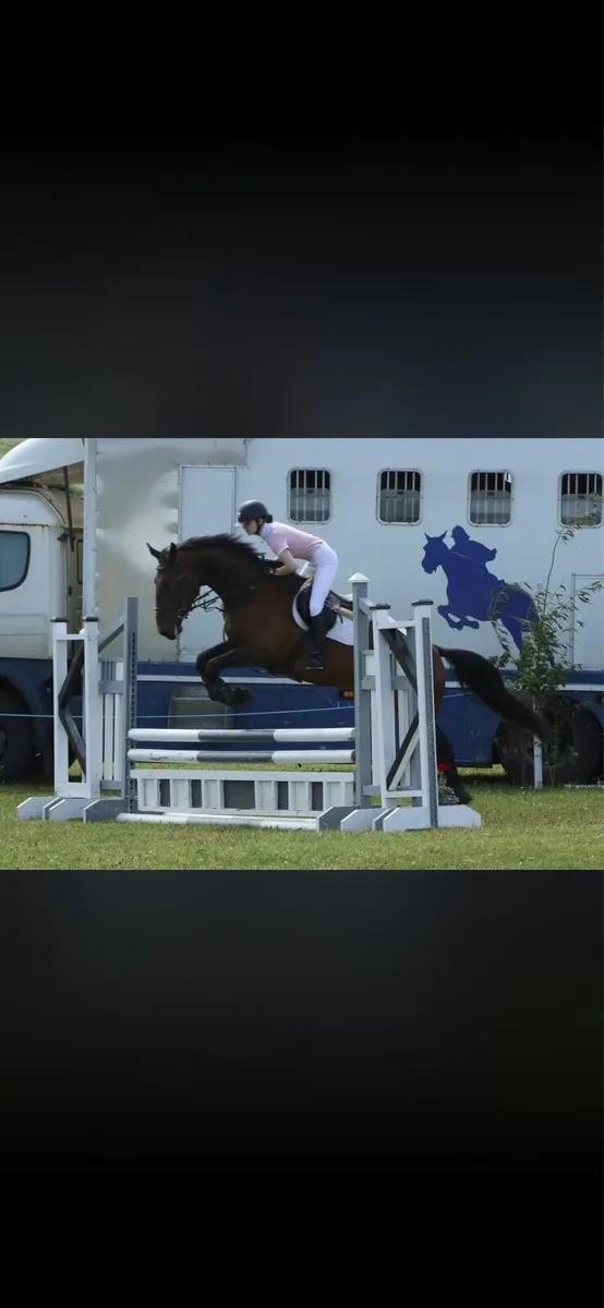 4yo show jumper - Image 2