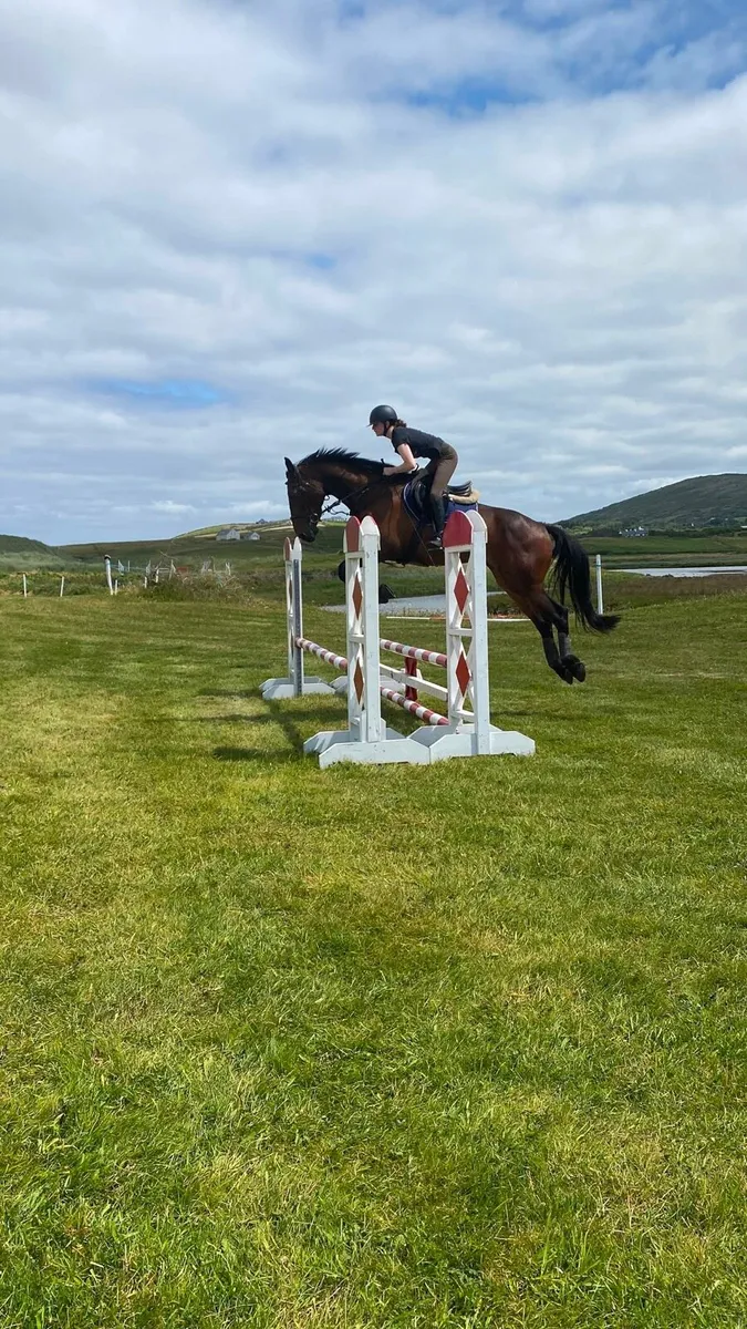 4yo show jumper - Image 1
