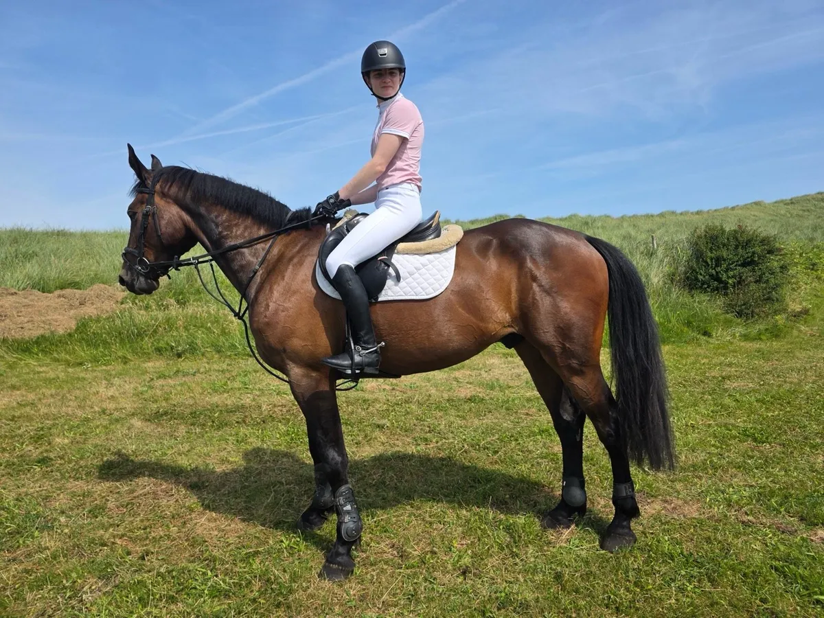 4yo show jumper - Image 3