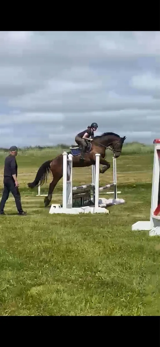 4yo show jumper - Image 4