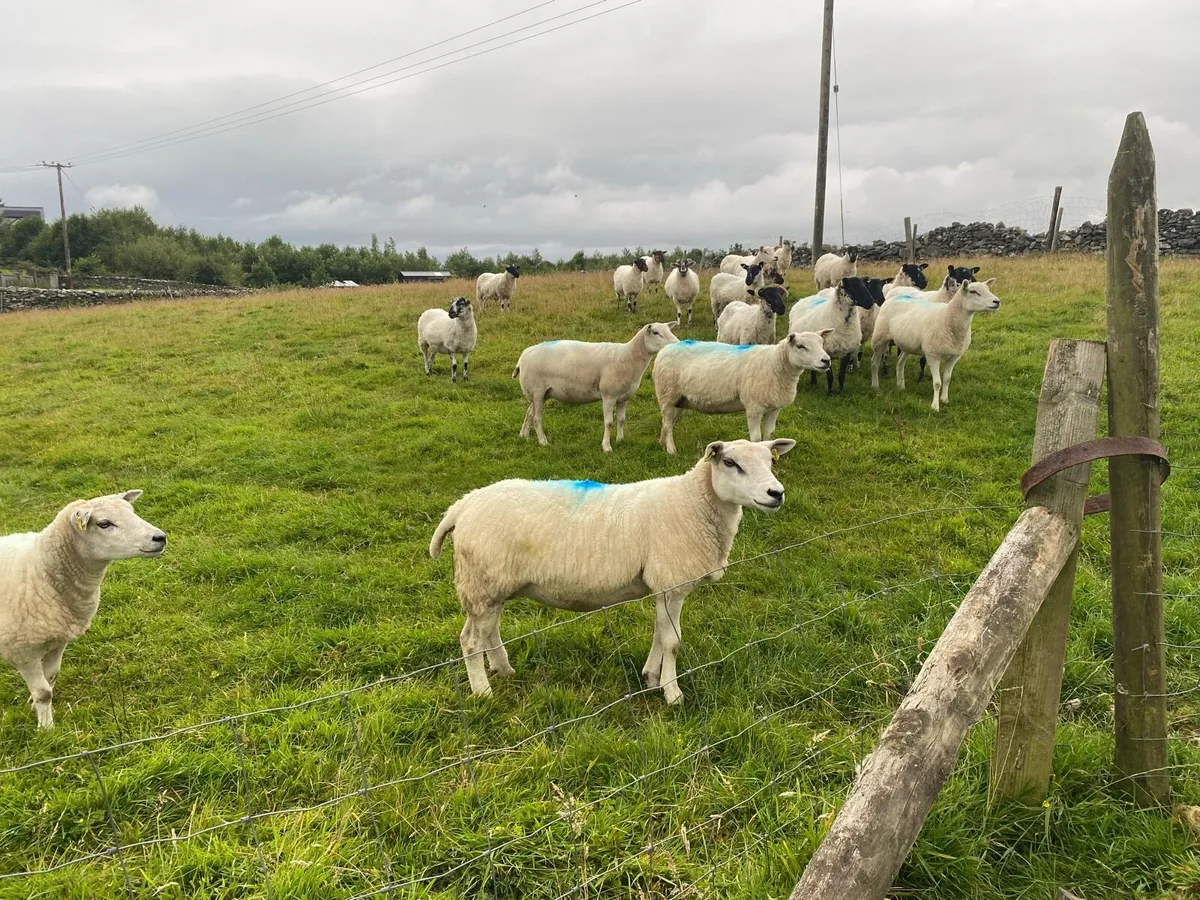 Ewe hoggets - Image 1