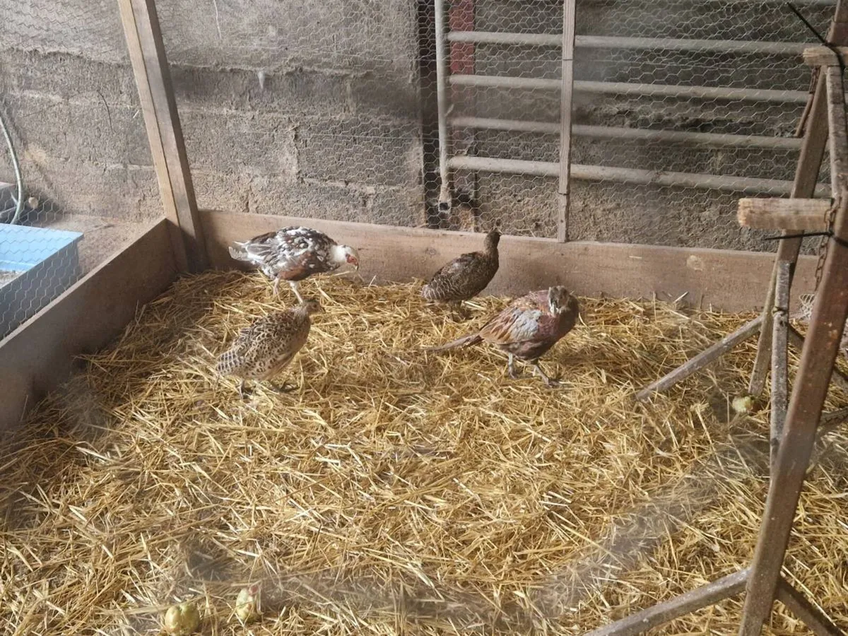 Pheasant - Image 2