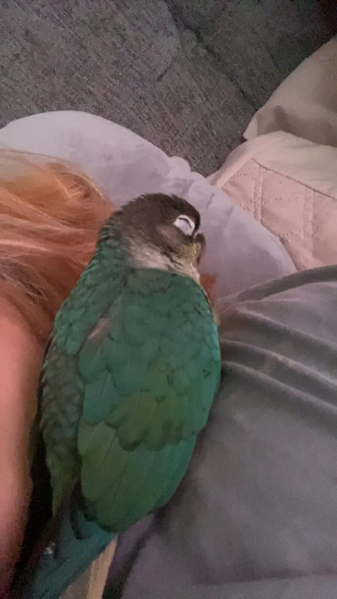 Turquoise Conure - Image 1