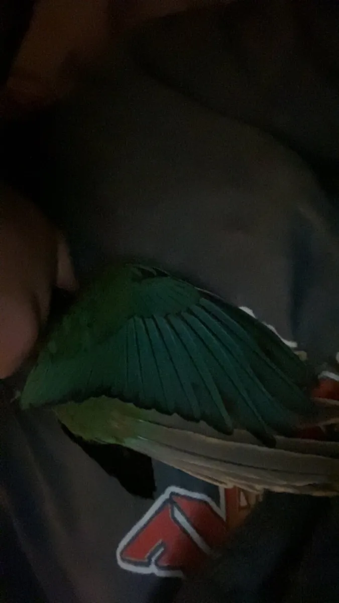 Turquoise Conure - Image 3