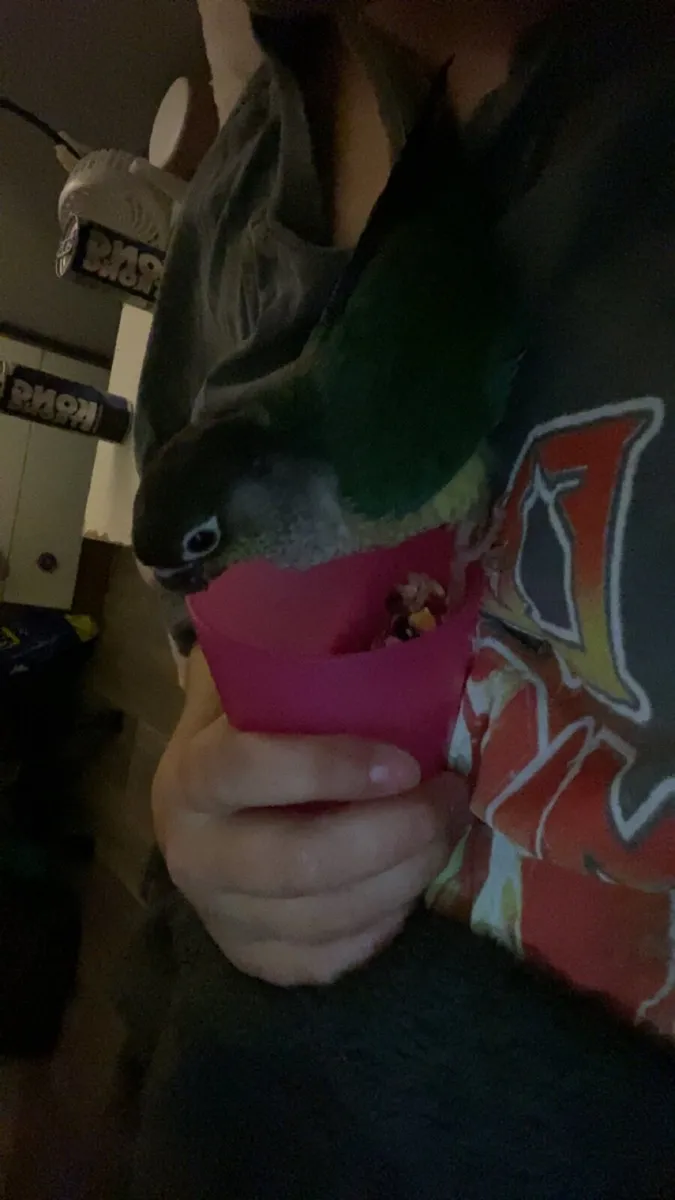 Turquoise Conure - Image 4
