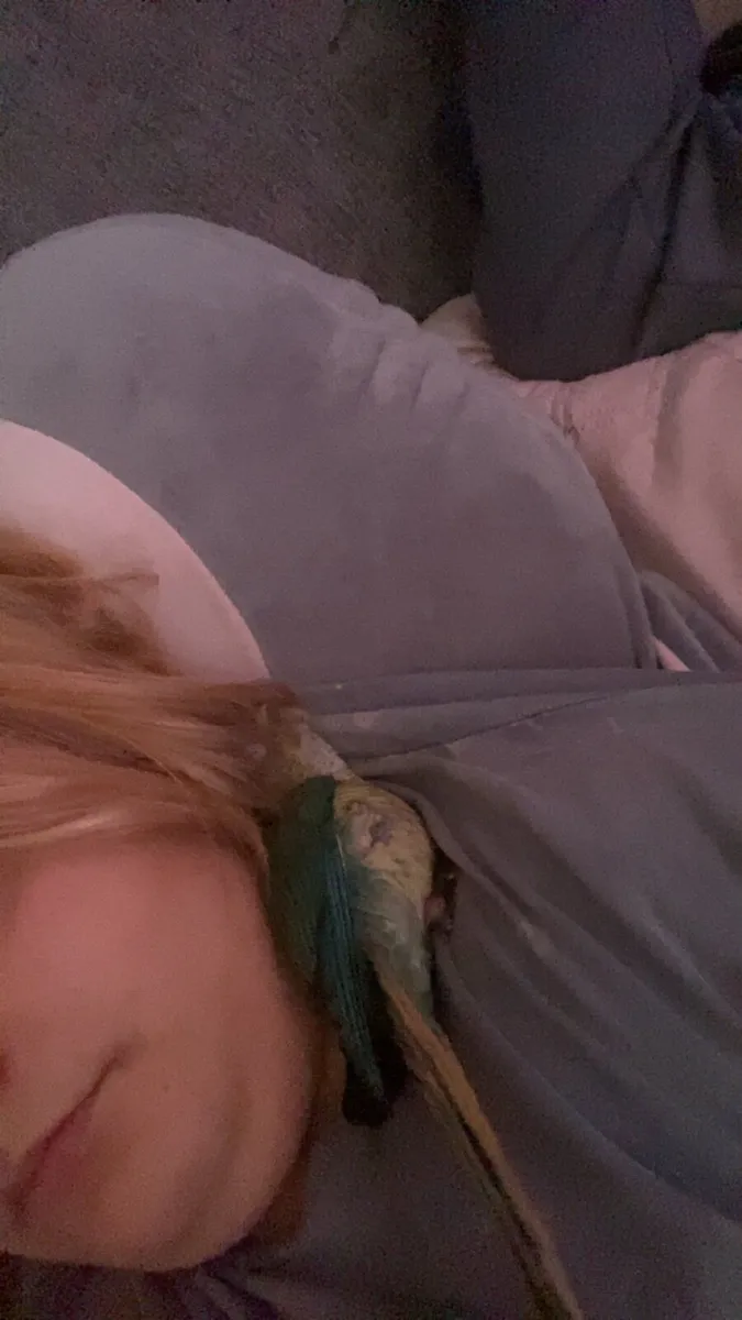 Turquoise Conure - Image 2