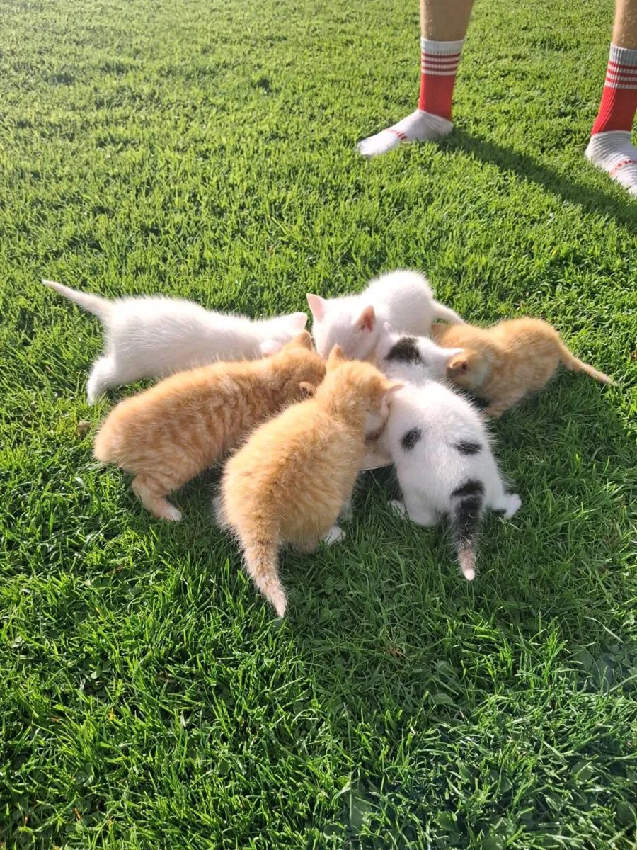Kittens - Image 1