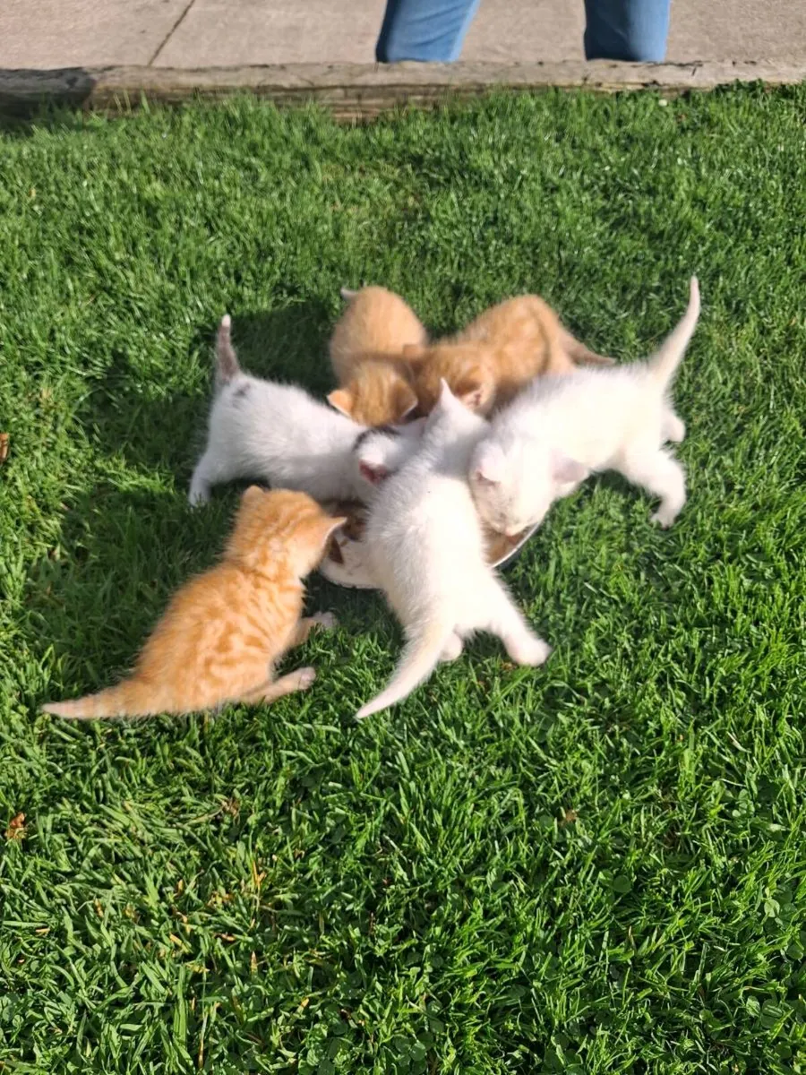 Kittens - Image 2