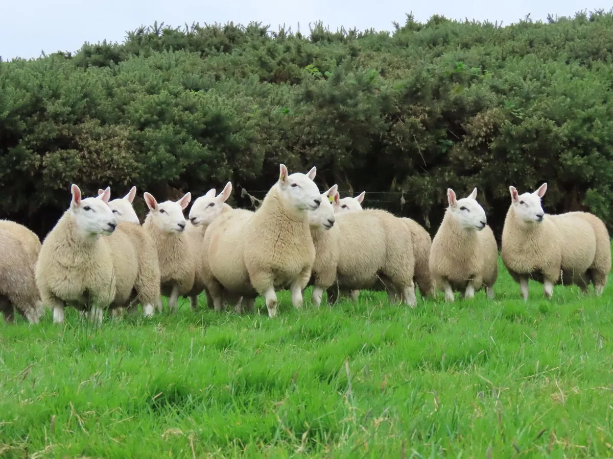 North Country & Wicklow Cheviots Ram Lambs - Image 1
