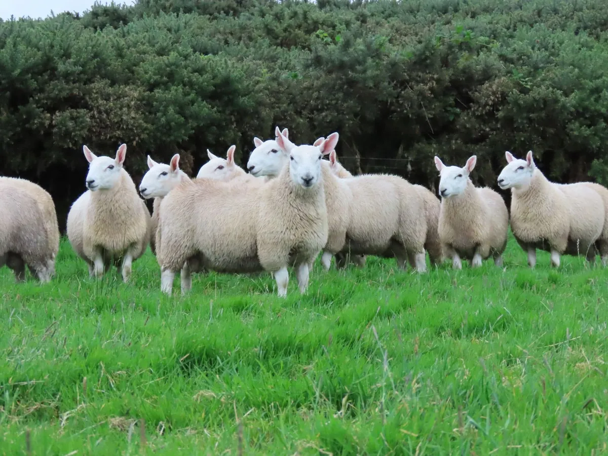 North Country & Wicklow Cheviots Ram Lambs - Image 3