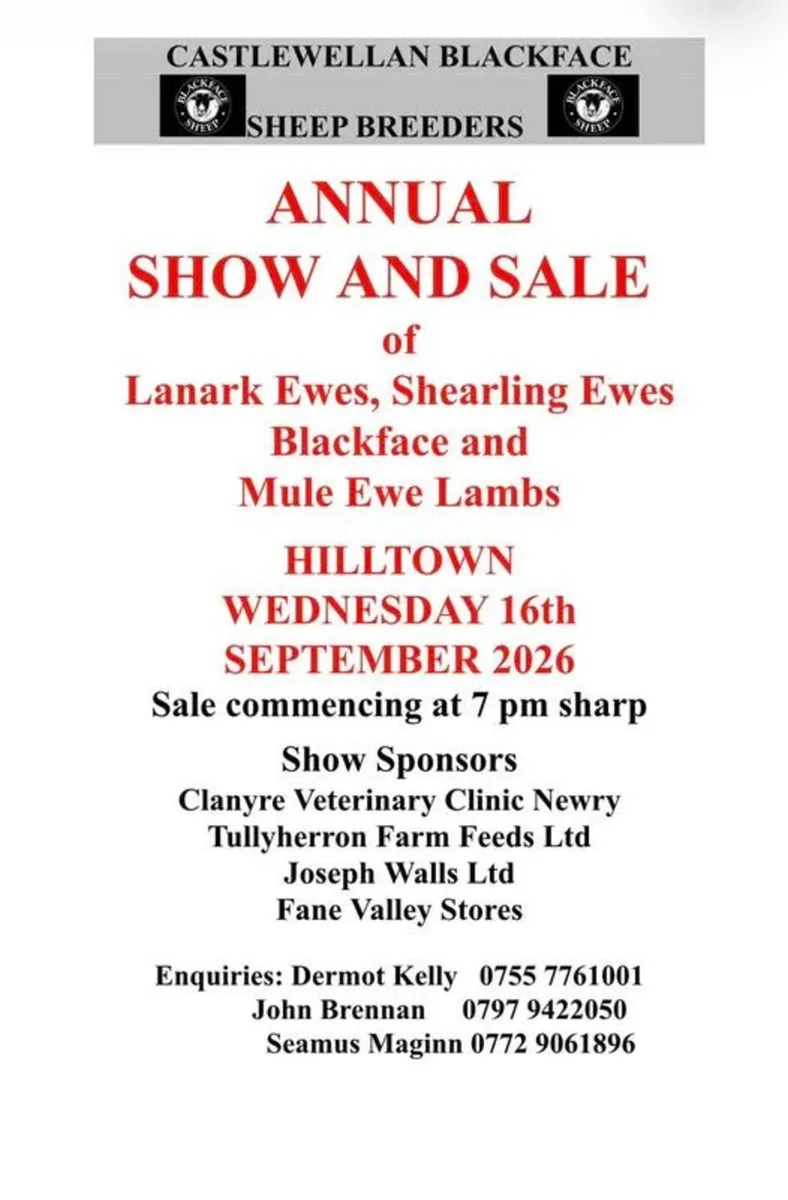 Castlewellan Blackface Sheep Breeders Sale - Image 1