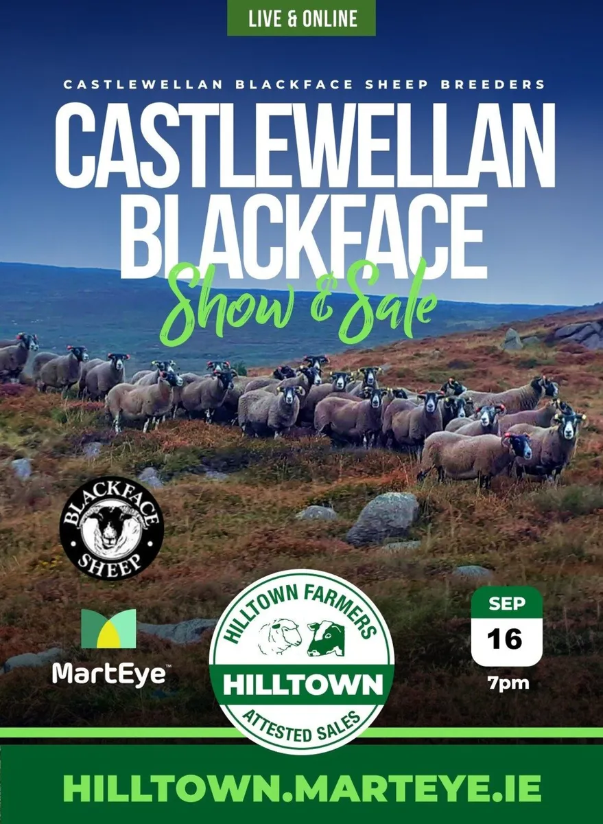 Castlewellan Blackface Sheep Breeders Sale - Image 2