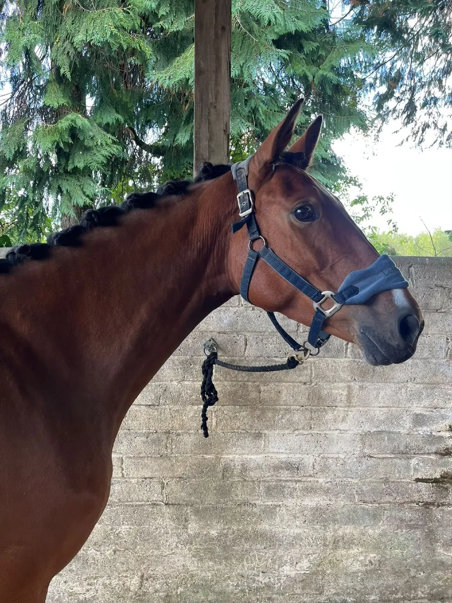 Eventer/Show jumper - Image 1