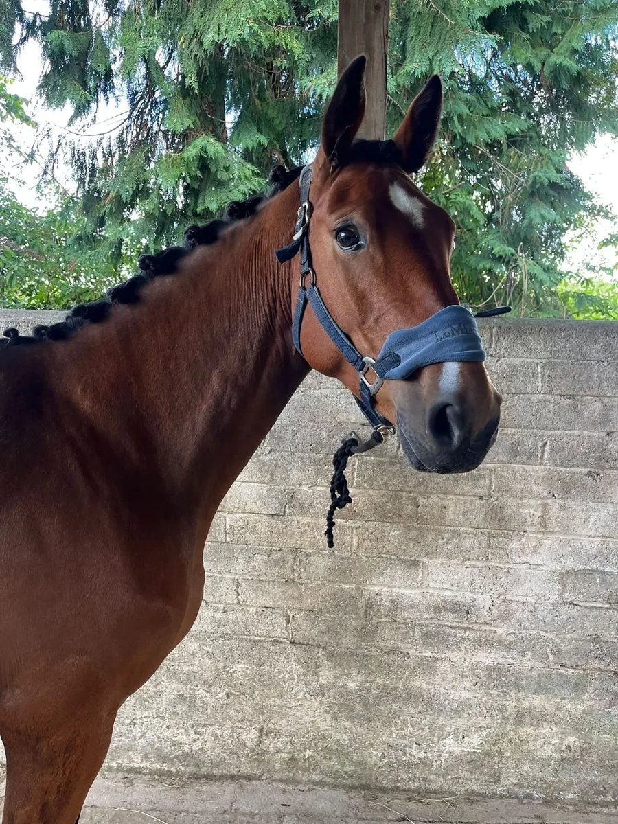 Eventer/Show jumper - Image 2