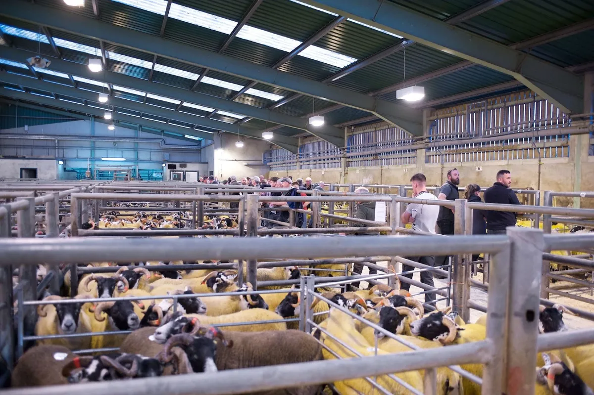 Castlewellan Blackface Sheep Breeders Sale - Image 3